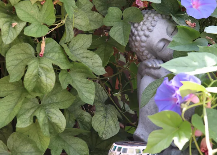 Casa de huéspedes: Hostal Residencial La Paloma